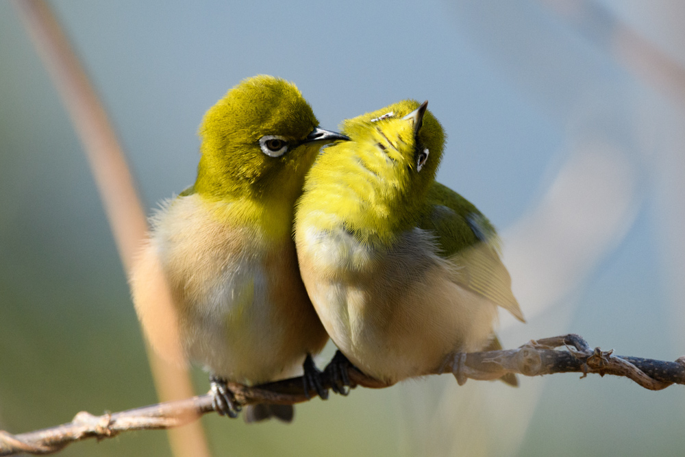 メジロのペア / A pair of Japanese white-eyes