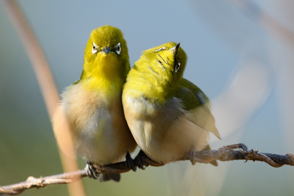 メジロ / Japanese white-eye