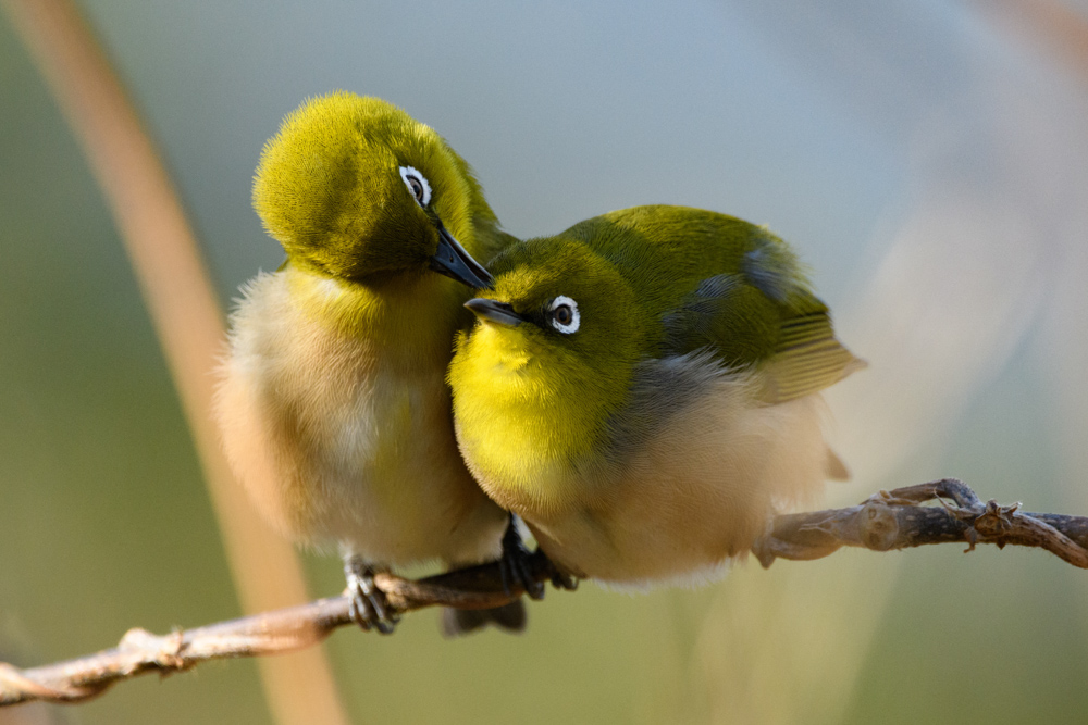 メジロのペア / A pair of Japanese white-eyes