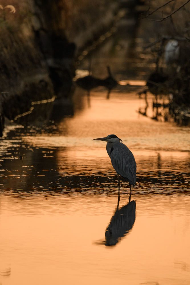 夕暮れの水路とアオサギ / Grey heron at irrigation channel in sunset