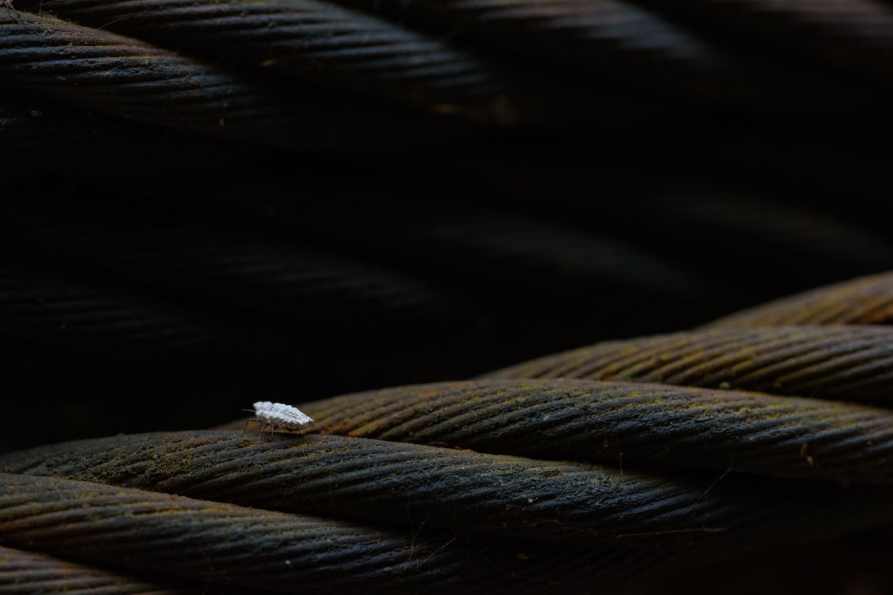錆びたワイヤーの上のカイガラムシのクローズアップ。Closeup of a coccoidea on a rusty wire.