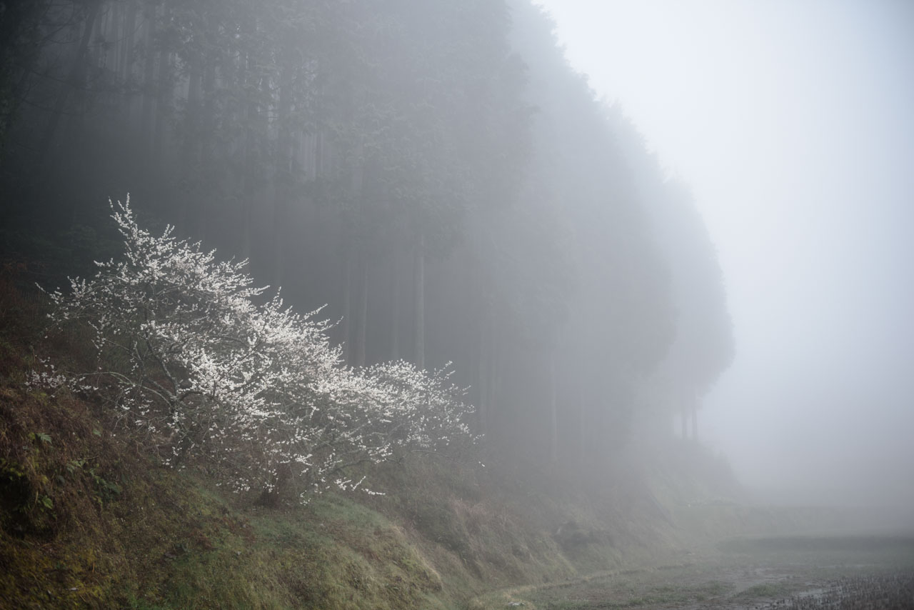 朝霧に包まれる里山でひっそりと花を咲かせる白梅。White plum blossoms blooming in a countryside shrouded in morning mist