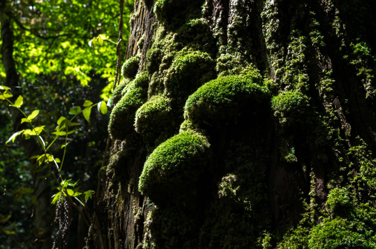 大木の表面に並ぶボールのような苔。Balls of moss line the surface of a large tree.