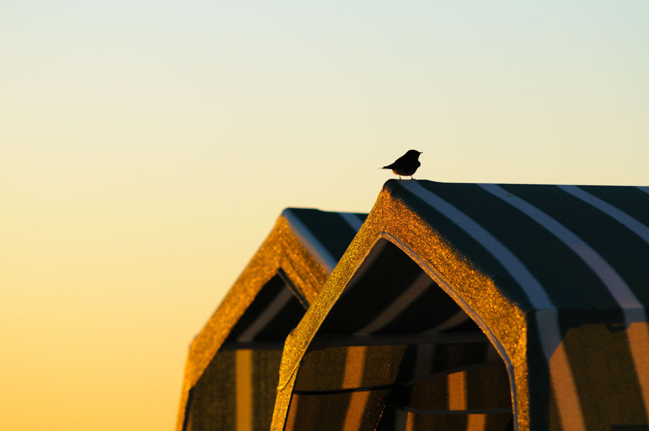 黄色い朝焼けを背景に、朝日に照らされるテントとその上の小鳥のシルエット。A tent and the silhouette of a small bird above it illuminated by the morning sun against the yellow sky of the morning glow.