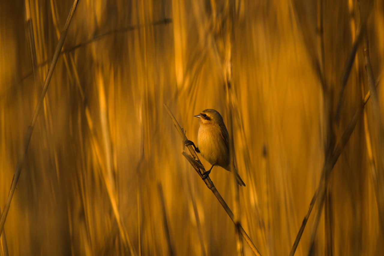 ヨシ原の中に立つツリスガラ。全体が夕焼けで黄金色に染まっている。An Eurasian Penduline Tit stands in a field of reeds. The whole area is tinted golden by the setting sun.