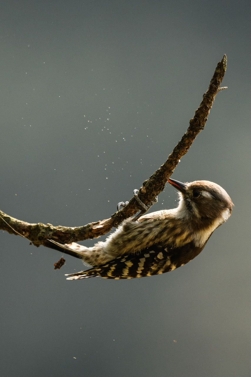 枝を突くコゲラのクローズアップ。細かい木屑が飛び散る。 Closeup of a woodpecker pecking at a branch. Fine wood chips scatter.