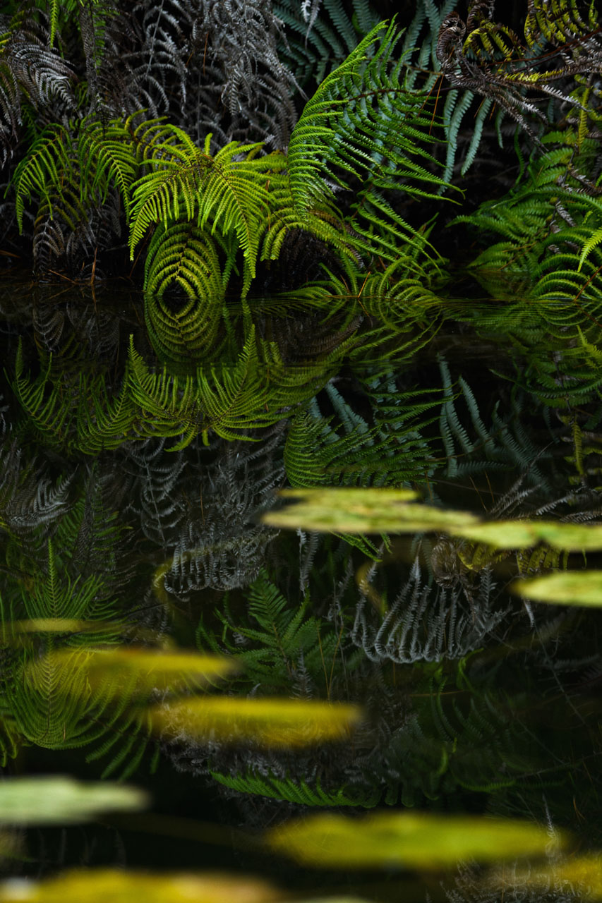 ハスの葉が浮かぶ鏡のような池にシダの群生が反射する。A colony of ferns reflects like a mirror in a pond of floating lotus leaves.