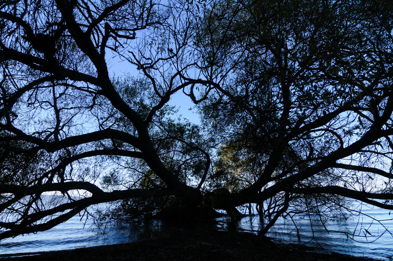 ロトルア湖畔で水の中から大きく枝を広げて生える木。Tree growing out of the water with large branches on the shore of Lake Rotorua.