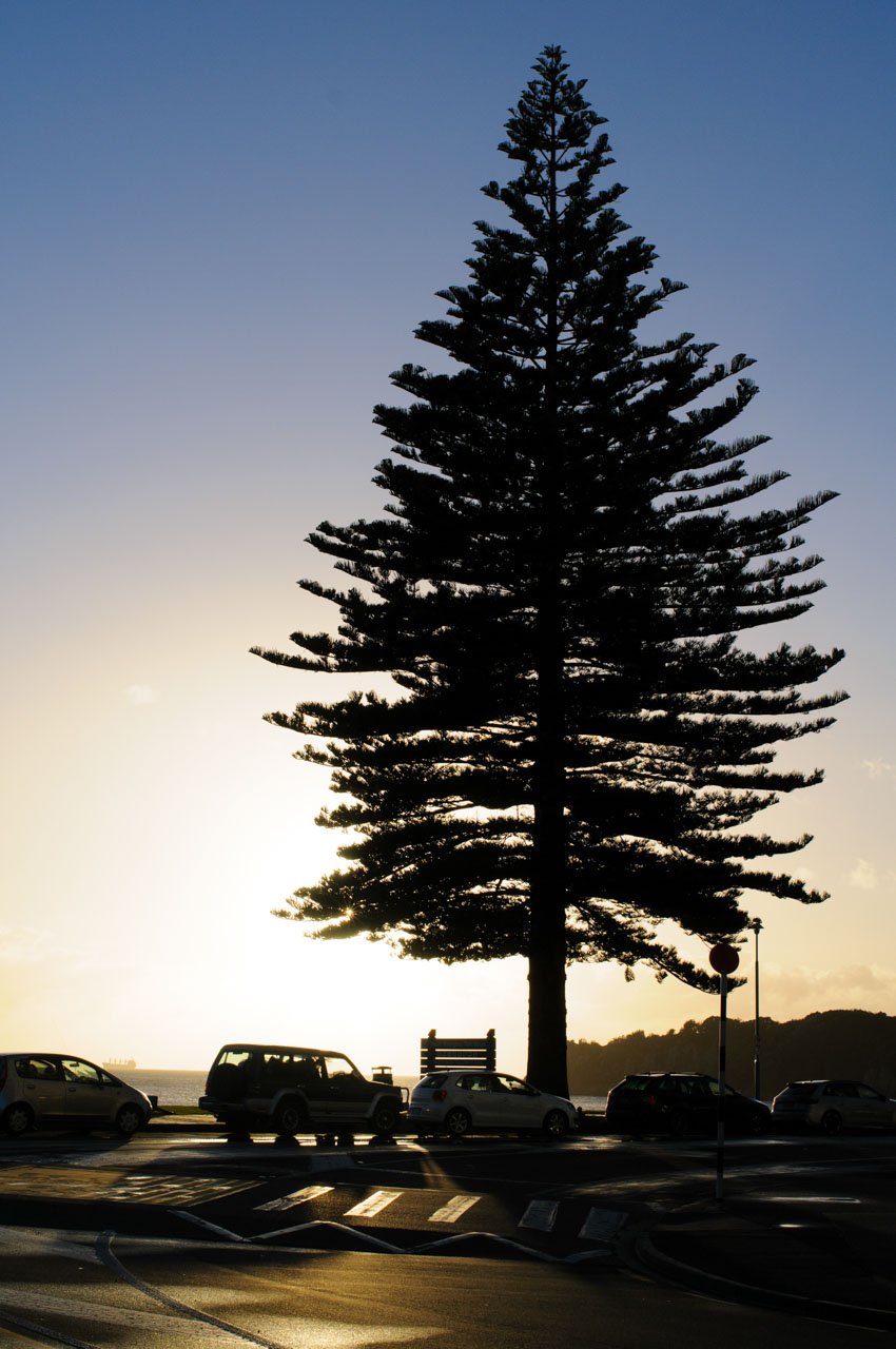 朝日とタウランガの街路樹のシルエット Morning sun and silhouette of Tauranga street tree