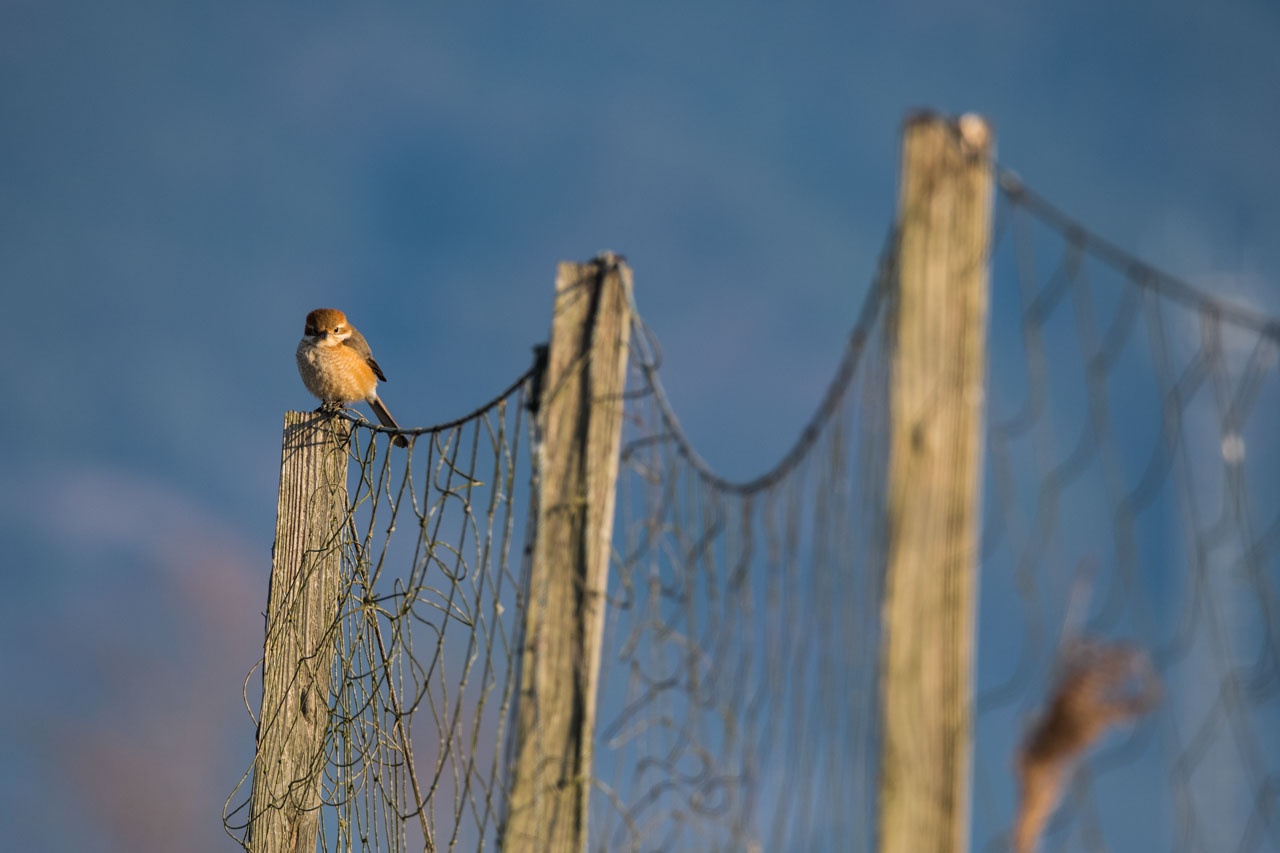 古びた柵に止まるモズ。朝日が横から照らす。 A Bull-headed Shrike perches on an old fence. The morning sun shines on it from the side. 