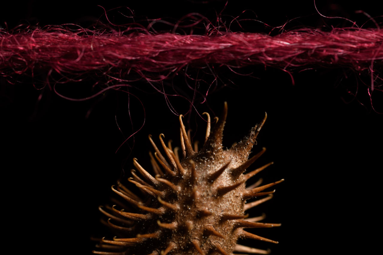 赤い毛糸にぶら下がるオナモミのクローズアップ。Close-up of a cocklebur hanging from red yarn.