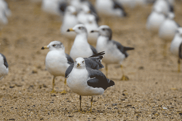ウミネコ / Black-tailed Gull